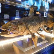 深海魚に特化した珍しい水族館