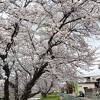 桜の名所は いくつかあれど 、ここがベスト