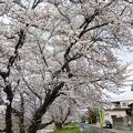 岩倉桜まつり