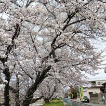 満開時は本当に美しい、壮観である