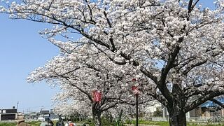 桜並木としては 愛知県 最長