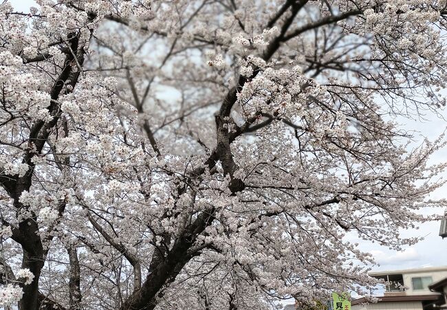 岩倉桜まつり