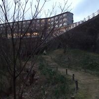 休暇村敷地内のスイセンの小道