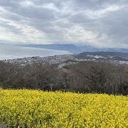 二宮駅から徒歩で！菜の花と海、晴れたら富士山は絶景