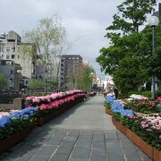 大量の紫陽花が通りを彩っていました