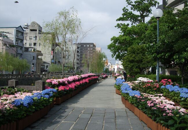 大量の紫陽花が通りを彩っていました