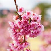 土肥桜が見頃です