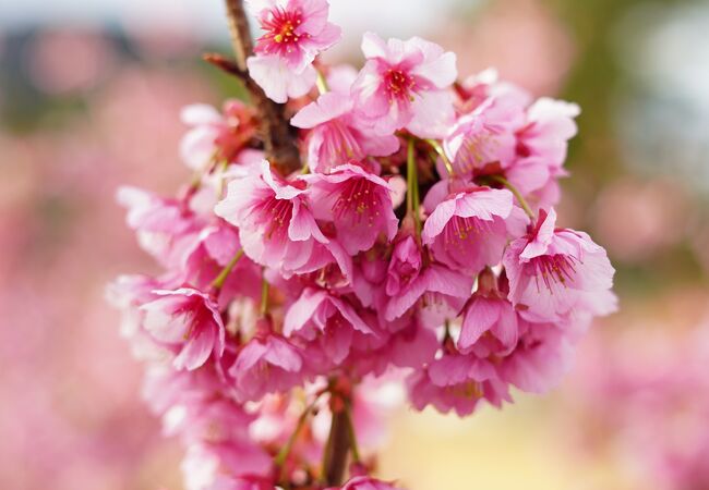 土肥桜が見頃です