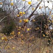 飯山白山森林公園･･･ロウバイも楽しめます