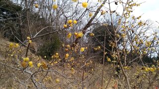 飯山白山森林公園