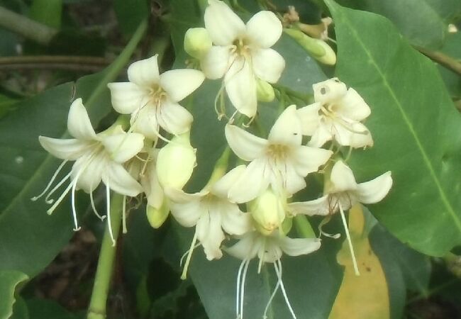 遺産木です