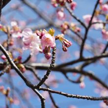 駐車場に河津桜が咲いていました
