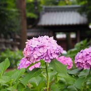 紫陽花を見に　堀之内妙法寺へ