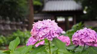 紫陽花を見に　堀之内妙法寺へ