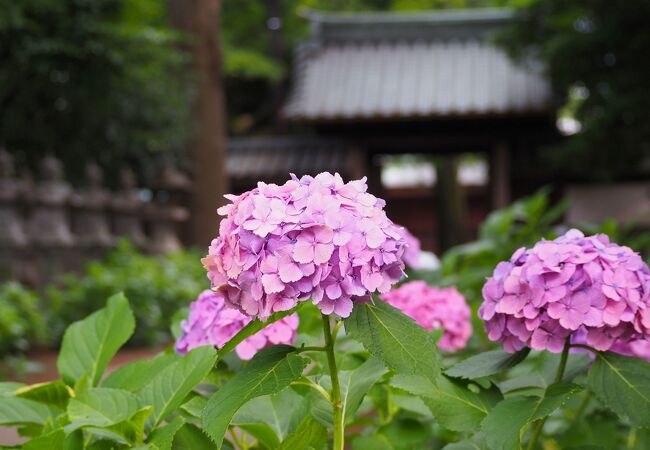 紫陽花を見に　堀之内妙法寺へ