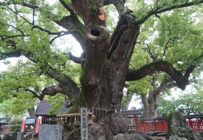 国の天然記念物となっているクスノキほかいくつものクスノキの大木