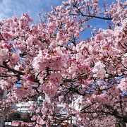 2024年1月6日～あたみ糸川桜まつり開催中です