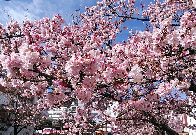 2024年1月6日～あたみ糸川桜まつり開催中です