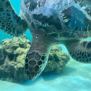 美ら海水族館の側