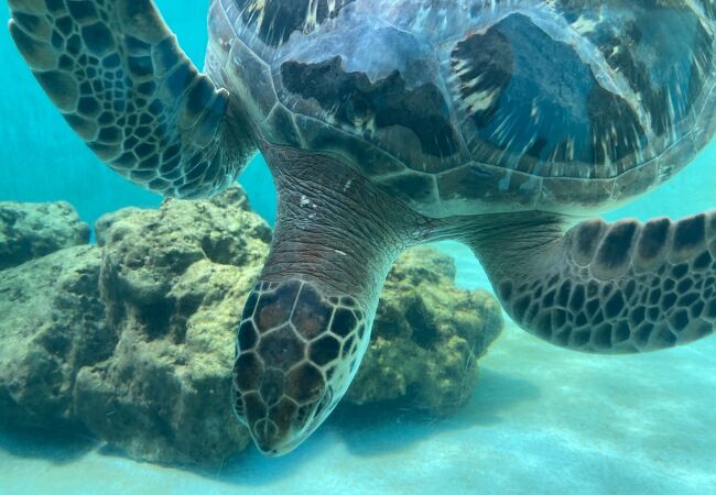 美ら海水族館の側