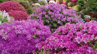 つつじ祭り　見事です！