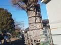 八幡神社大欅