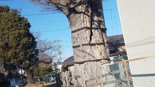 諏訪神社に合祀されてる八幡神社の木