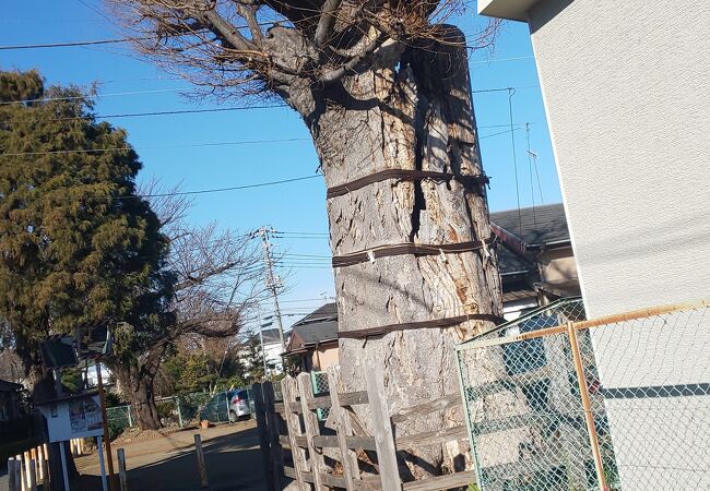 諏訪神社に合祀されてる八幡神社の木