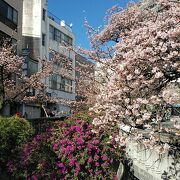 日本一開花が早い桜が楽しめる遊歩道