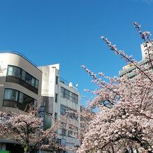 青空に熱海桜