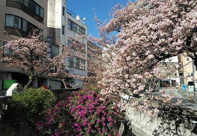 日本一開花が早い桜が楽しめる遊歩道
