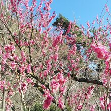 綺麗な淡い梅