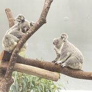 とにかく広い！見応え抜群の動物園！