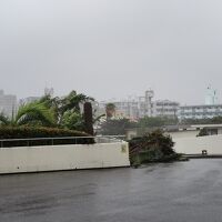 エントランスの付近のシンボルツリーは台風で折れちゃいました