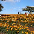 マリーゴールドの丘公園