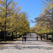 イチョウ並木と旅立ちの丘を見るべく訪問