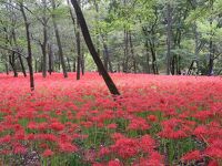 巾着田曼珠沙華まつり