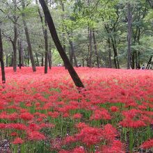 巾着田曼珠沙華まつり