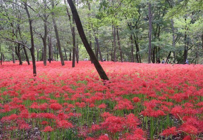 巾着田曼珠沙華まつり