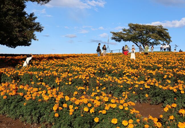 マリーゴールドの丘公園