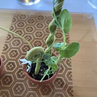 この凝った料理から始まる