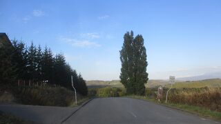 駅北側は有名な木が集まっている