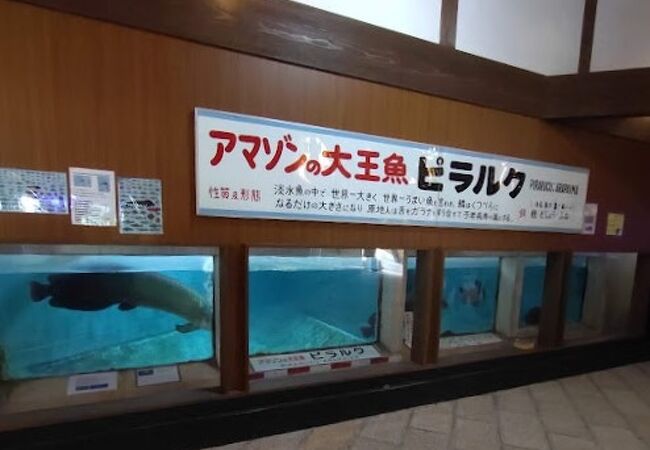 昭和レトロな地獄で、ピラルクがあなたを待つ