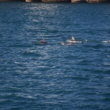 港内には海豚も居ます