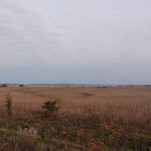 浮島湿原の風景