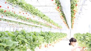 グリナリウム淡路島