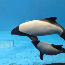 鳥羽水族館 / Toba Aquarium