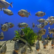 鳥羽水族館 / Toba Aquarium