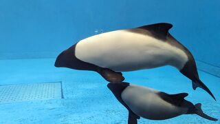 Very large aquarium, you could stay for a whole day and be satisfied!