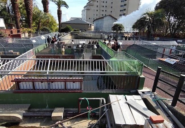 ワニ、ワニ、ワニの、ワニ地獄